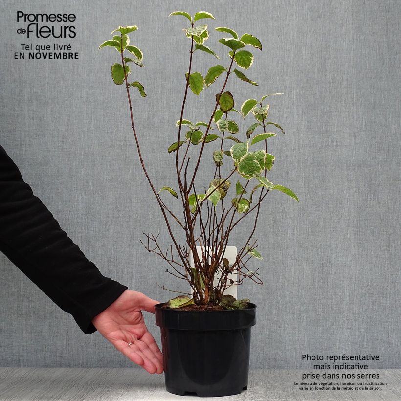 Esemplare di Philadelphus Variegatus - Fior d'angiolo Vaso da 3L/4L come consegnato in autunno