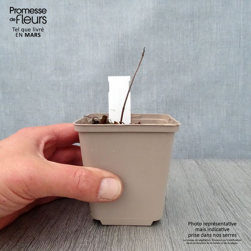 Serratula tinctoria ssp seoanei Vasetto da 8/9 cm esemplare consegnato in primavera