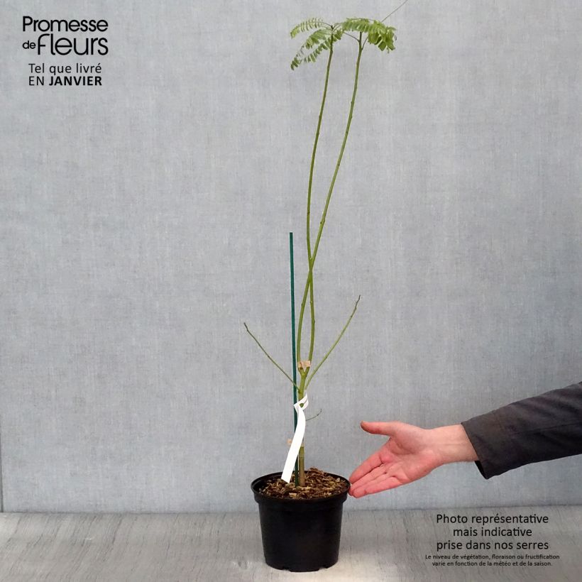 Sesbania punicea - Sesbania porporina Vaso da 2L/3L esemplare consegnato in inverno