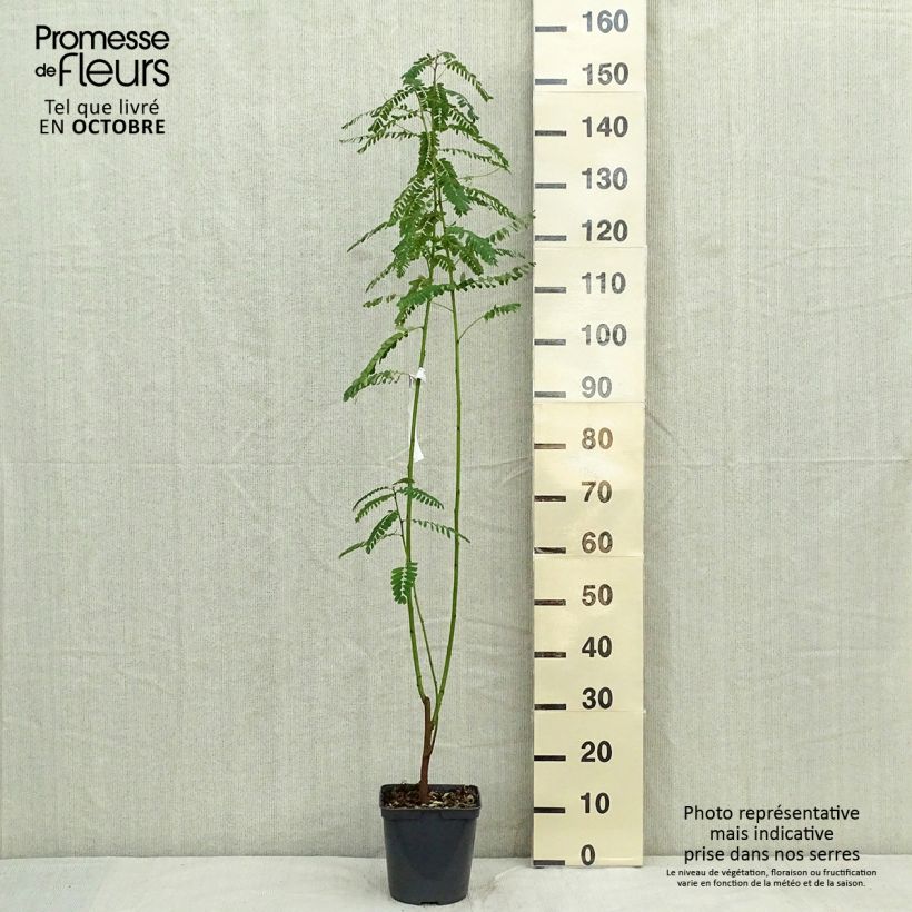 Esemplare di Sesbania punicea - Sesbania porporina Vaso da 2L/3L come consegnato in autunno