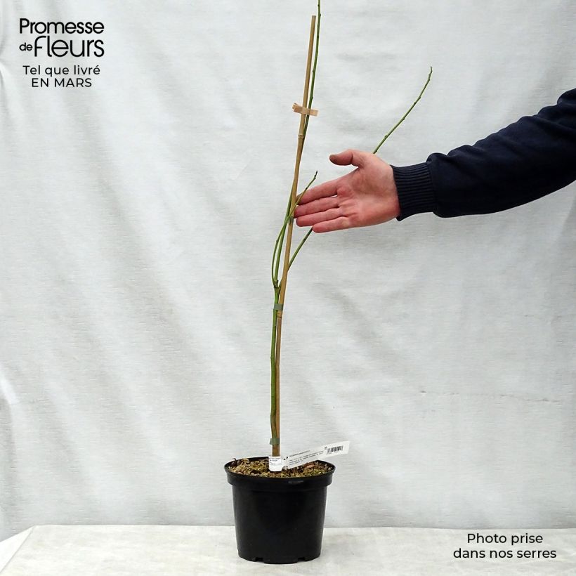 Sesbania punicea - Sesbania porporina Vaso da 2L/3L esemplare consegnato in primavera