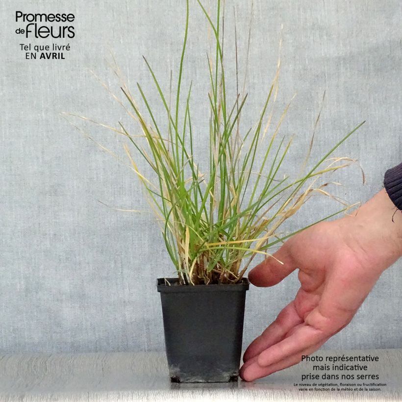 Sesleria argentea Vasetto da 8/9 cm esemplare consegnato in primavera