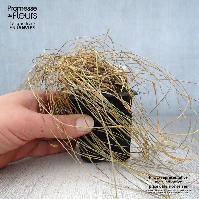 Sesleria caerulea - Sesleria comune Vasetto da 8/9 cm esemplare consegnato in inverno