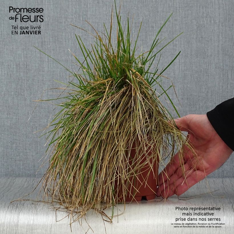 Sesleria caerulea - Sesleria comune Vaso da 1L/1,5L esemplare consegnato in inverno