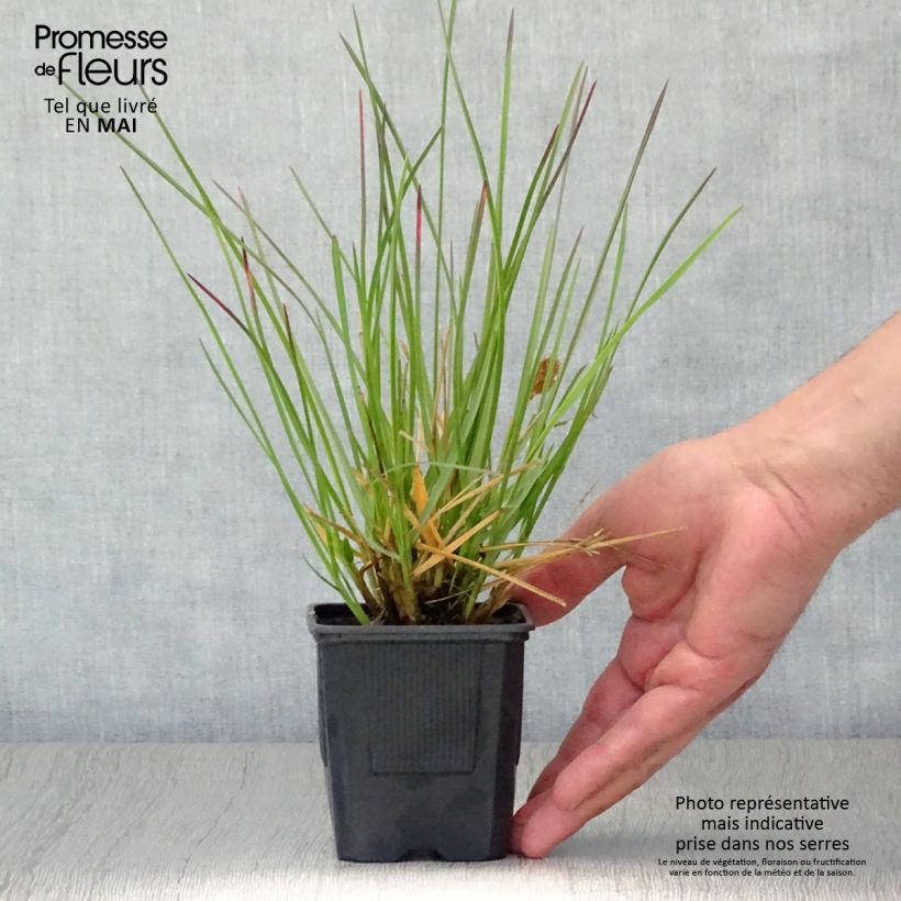 Sesleria heufleriana Vasetto da 8/9 cm esemplare consegnato in primavera