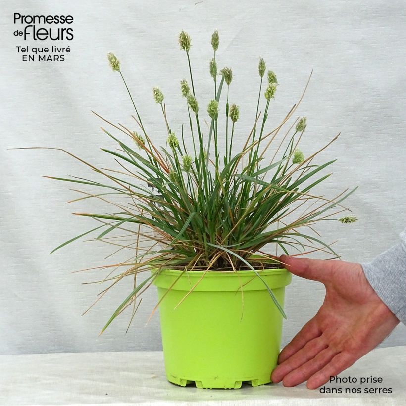 Sesleria heufleriana Vaso da 2L/3L esemplare consegnato in primavera