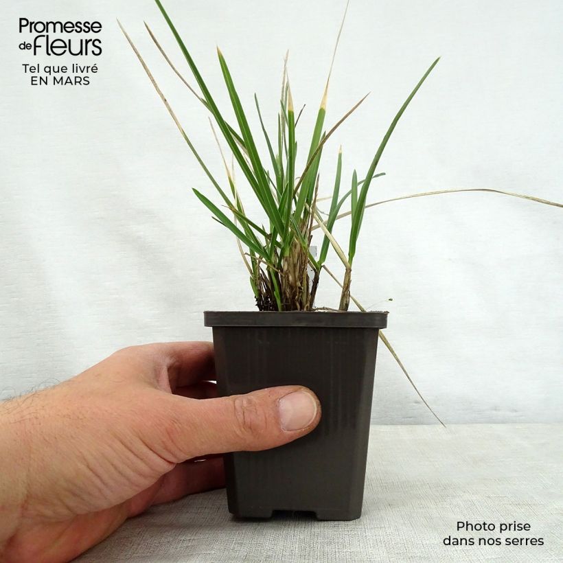 Sesleria nitida - Sesleria dei macereti Vasetto da 8/9 cm esemplare consegnato in primavera
