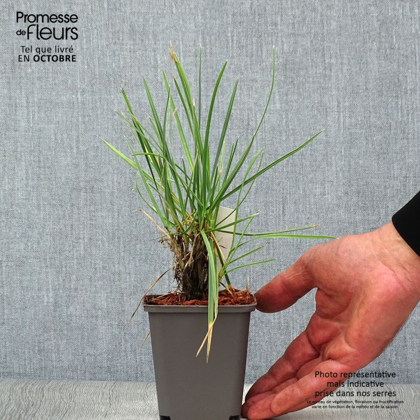 Esemplare di Sesleria nitida - Sesleria dei macereti Vasetto da 8/9 cm come consegnato in autunno