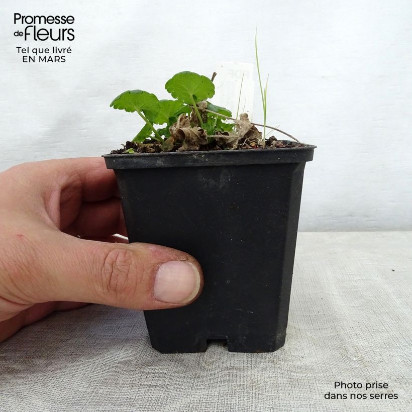 Sidalcea Little Princess Vasetto da 8/9 cm esemplare consegnato in primavera