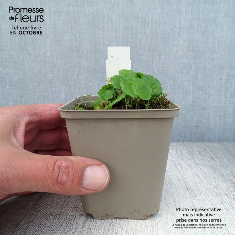 Esemplare di Sidalcea Little Princess Vasetto da 8/9 cm come consegnato in autunno