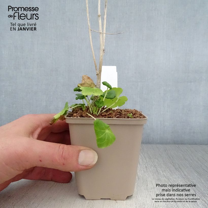 Sidalcea Little Princess Vasetto da 8/9 cm esemplare consegnato in inverno