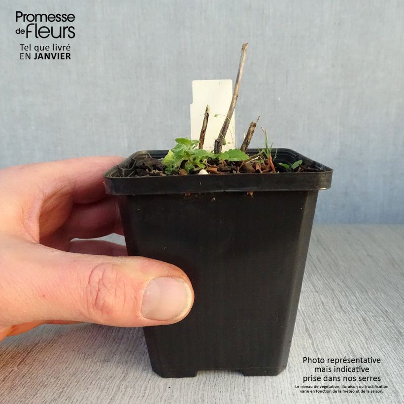 Sidalcea Party Girl Vasetto da 8/9 cm esemplare consegnato in inverno