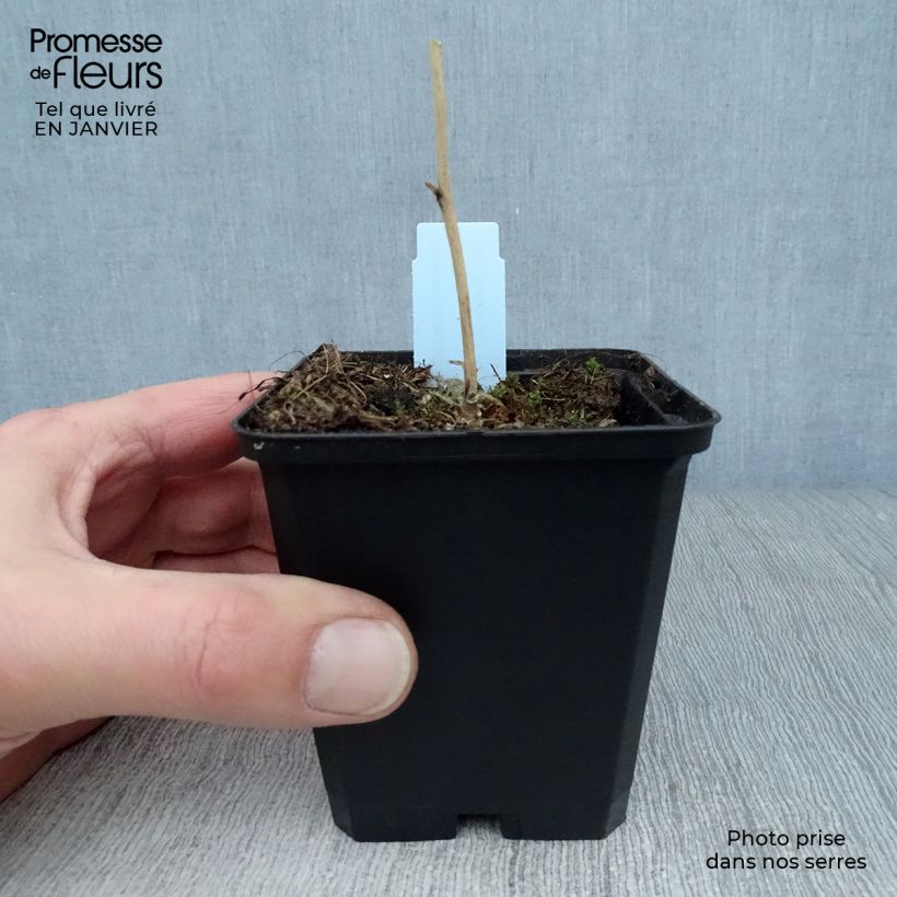 Sidalcea malviflora Elsie Heugh Vasetto da 8/9 cm esemplare consegnato in inverno