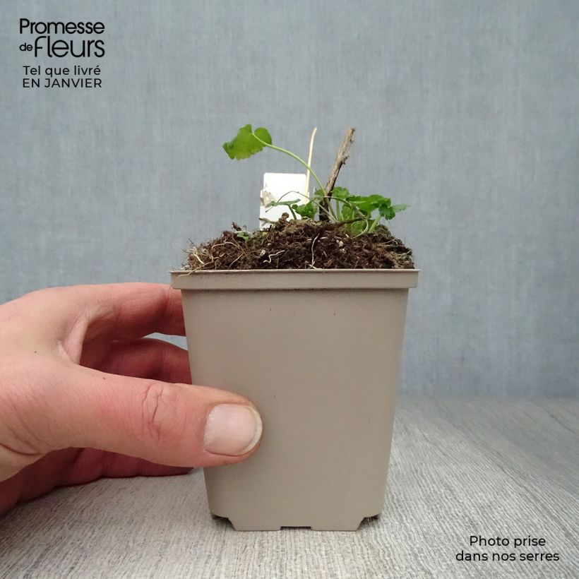 Sidalcea oregana Brilliant Vasetto da 8/9 cm esemplare consegnato in inverno