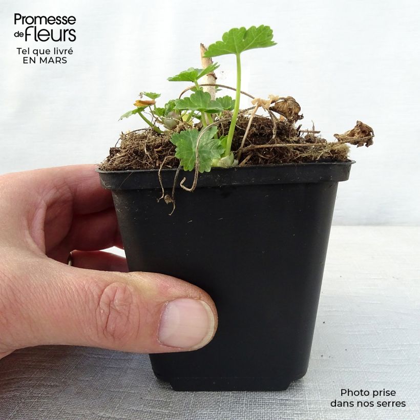 Sidalcea candida Vasetto da 8/9 cm esemplare consegnato in primavera