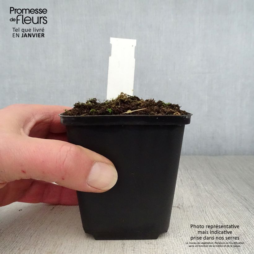 Sidalcea candida Vasetto da 8/9 cm esemplare consegnato in inverno