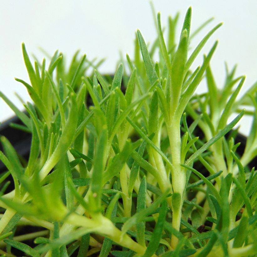 Silene acaulis - Silene a cuscinetto (Fogliame)