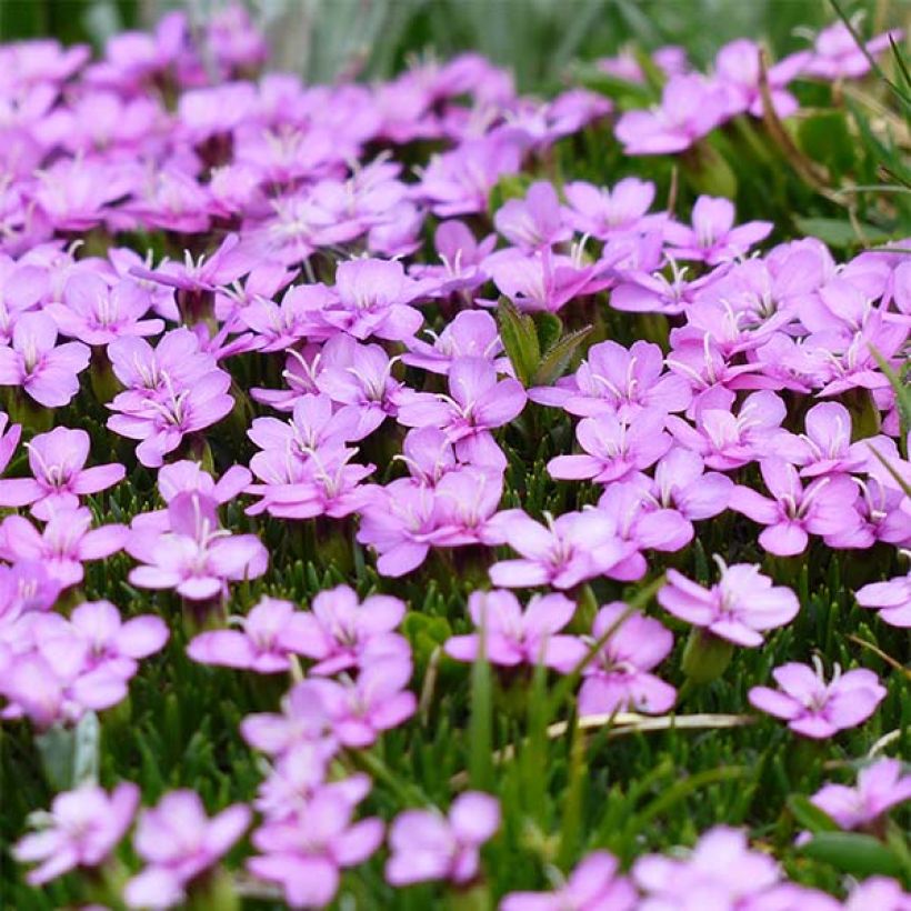 Silene acaulis - Silene a cuscinetto (Fioritura)