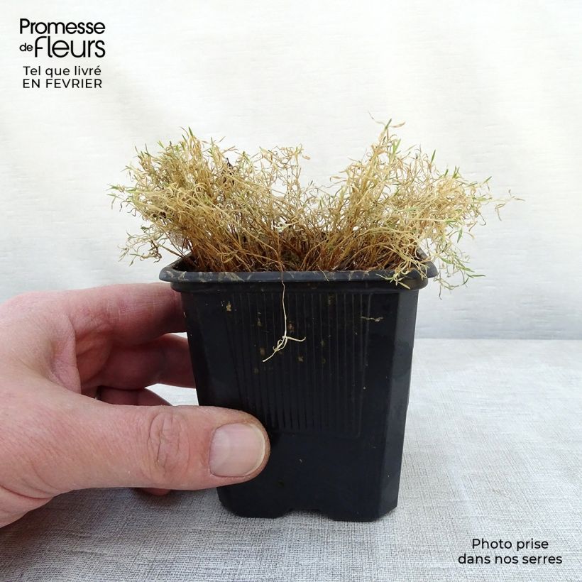 Silene acaulis - Silene a cuscinetto Vasetto da 7/8 cm esemplare consegnato in inverno