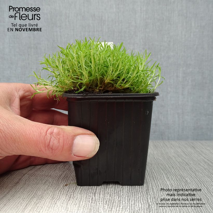 Esemplare di Silene acaulis - Silene a cuscinetto Vasetto da 8/9 cm come consegnato in autunno
