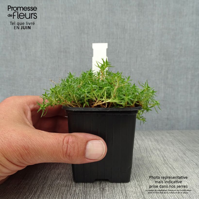 Esemplare di Silene acaulis - Silene a cuscinetto Vasetto da 7/8 cm consegnato in estate