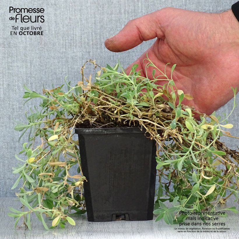 Esemplare di Silene uniflora Weisskehlchen Vasetto da 8/9 cm come consegnato in autunno
