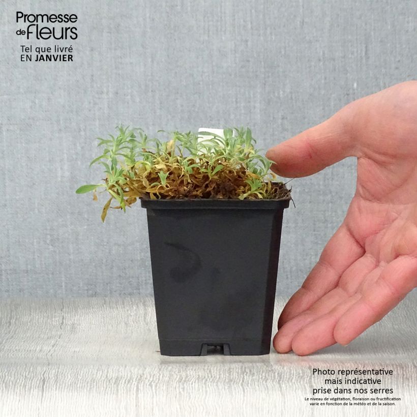 Silene uniflora Weisskehlchen Vasetto da 8/9 cm esemplare consegnato in inverno