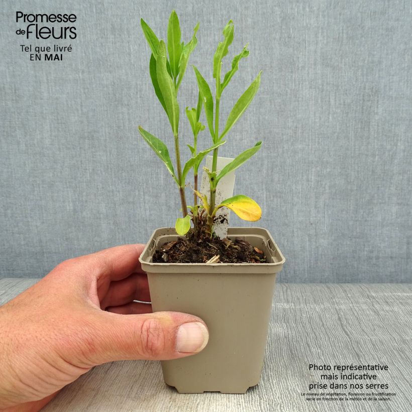 Silene regia Vasetto da 8/9 cm esemplare consegnato in primavera