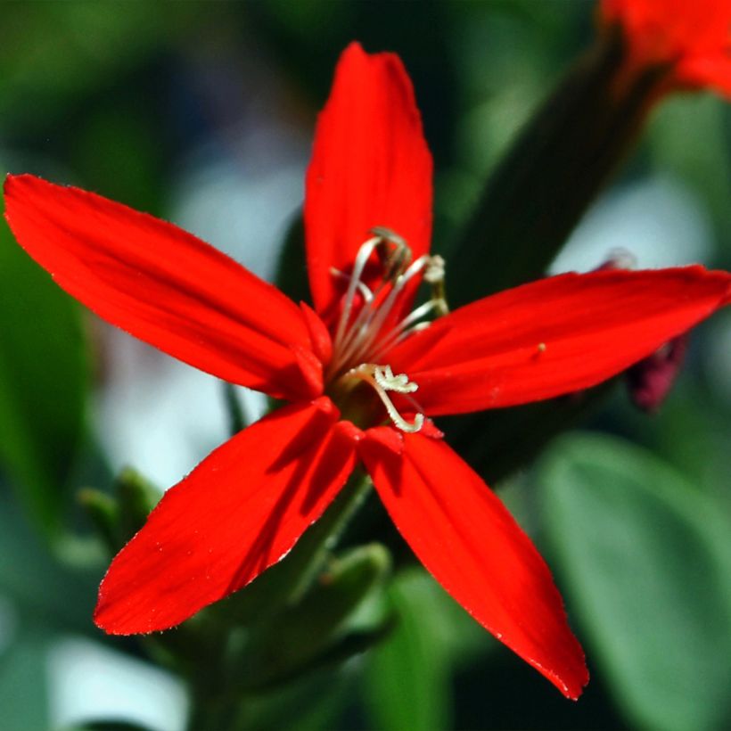Silene regia (Fioritura)