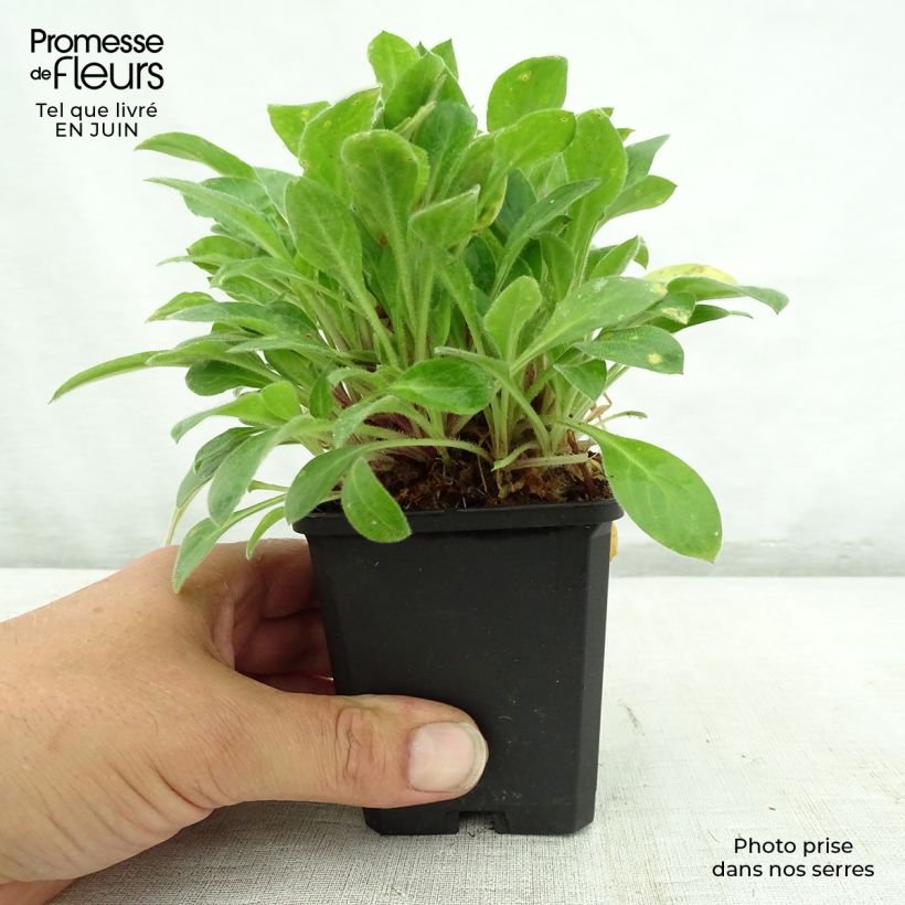 Esemplare di Silene robotii Rollies Favorite Vasetto da 7/8 cm consegnato in estate