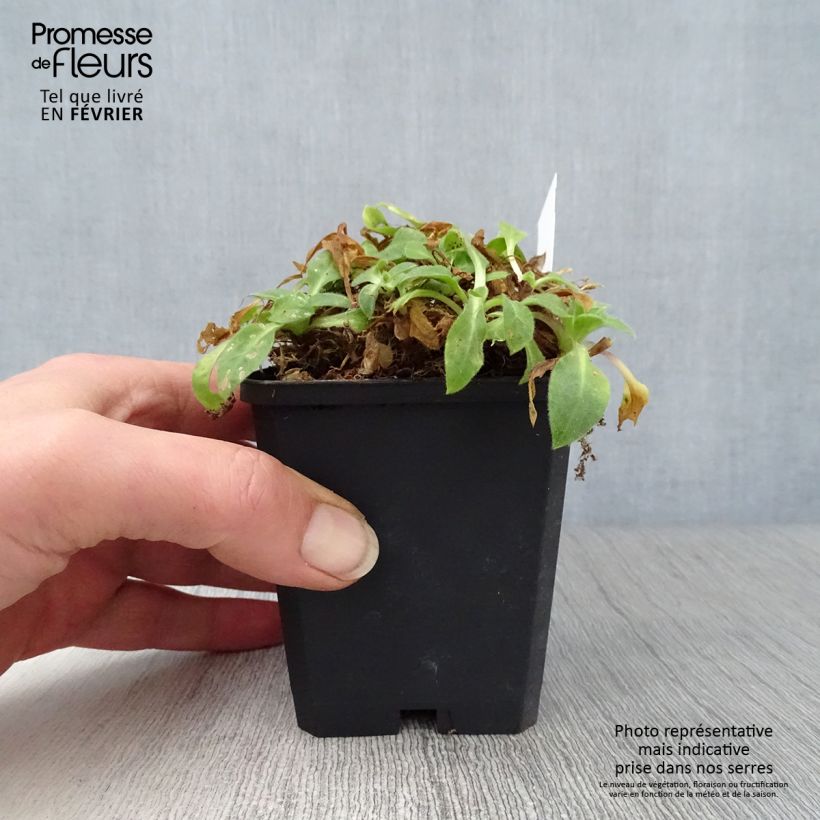 Silene robotii Rollies Favorite Vasetto da 7/8 cm esemplare consegnato in inverno