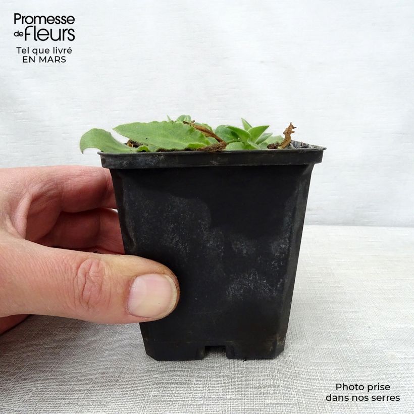 Silene robotii Rollies Favorite Vasetto da 7/8 cm esemplare consegnato in primavera