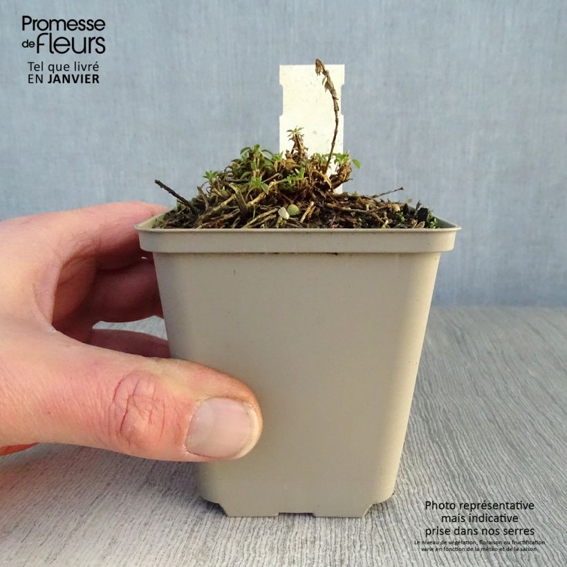 Silene schafta Vasetto da 8/9 cm esemplare consegnato in inverno