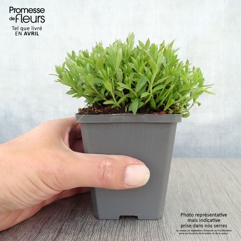 Silene schafta Vasetto da 8/9 cm esemplare consegnato in primavera