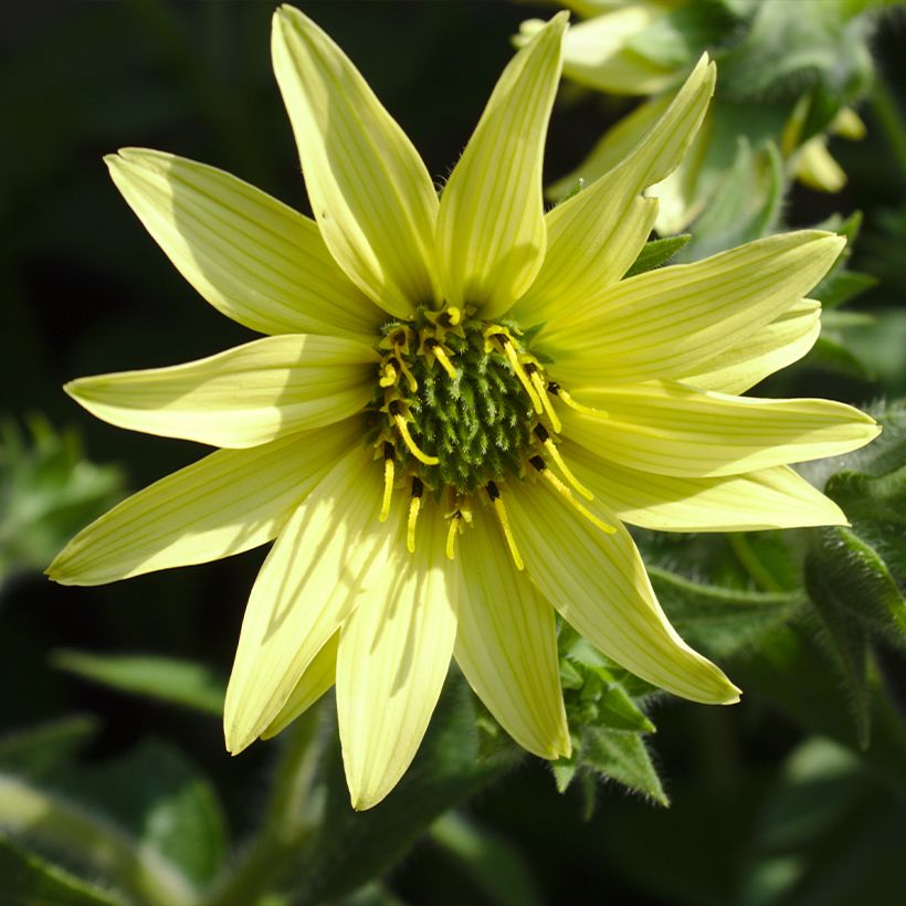 Silphium mohrii (Fioritura)
