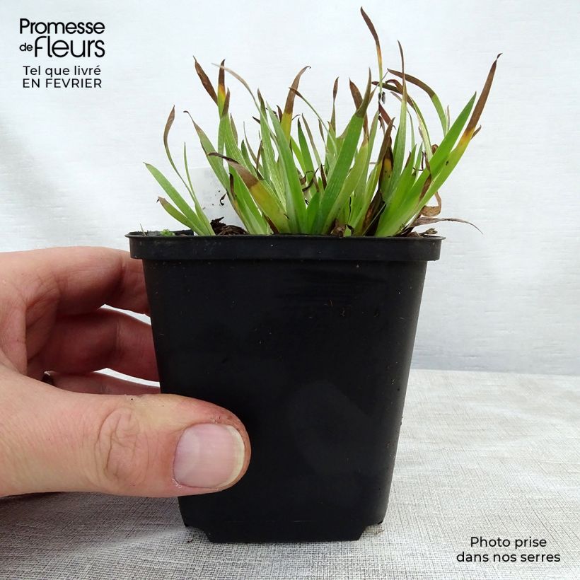 Sisyrinchium angustifolium Devon Skies Vasetto da 8/9 cm esemplare consegnato in inverno