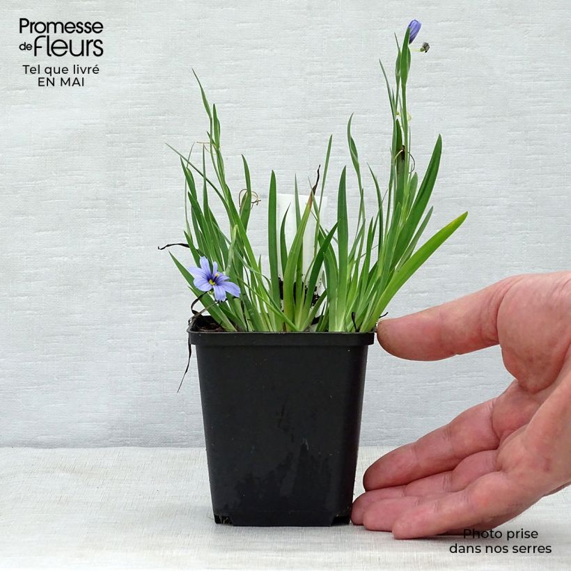 Sisyrinchium angustifolium Devon Skies Vasetto da 8/9 cm esemplare consegnato in primavera