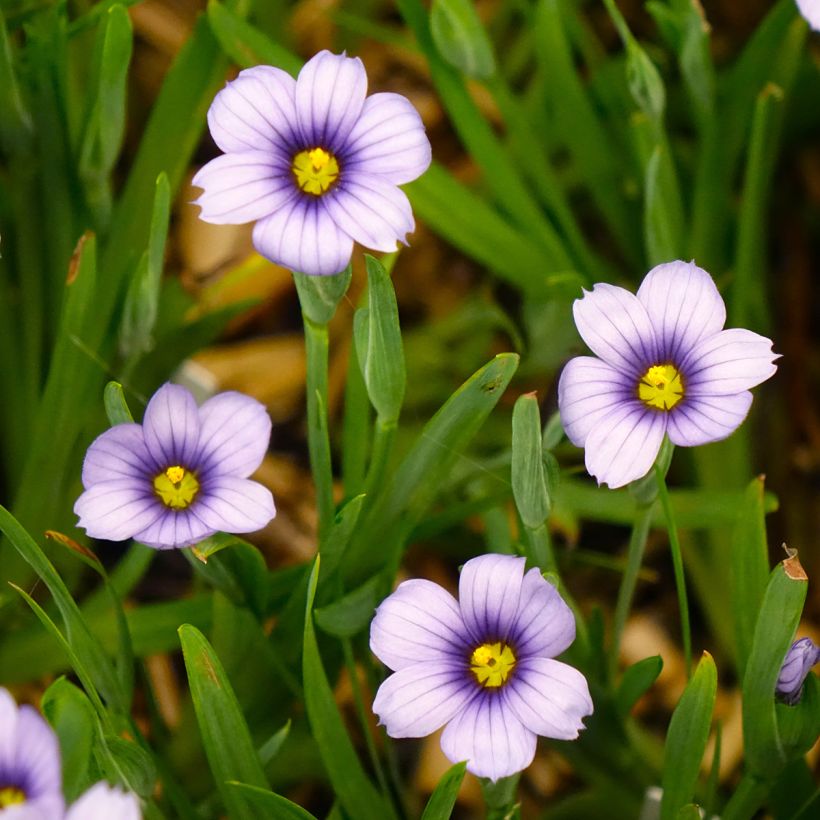 Sisyrinchium angustifolium Devon Skies (Fioritura)