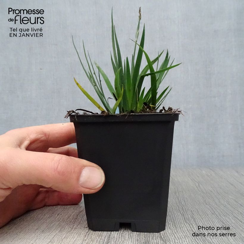 Sisyrinchium bellum Vasetto da 8/9 cm esemplare consegnato in inverno