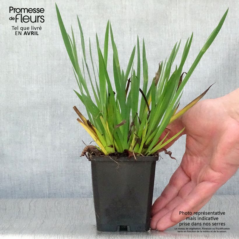 Sisyrinchium bellum Vasetto da 8/9 cm esemplare consegnato in primavera