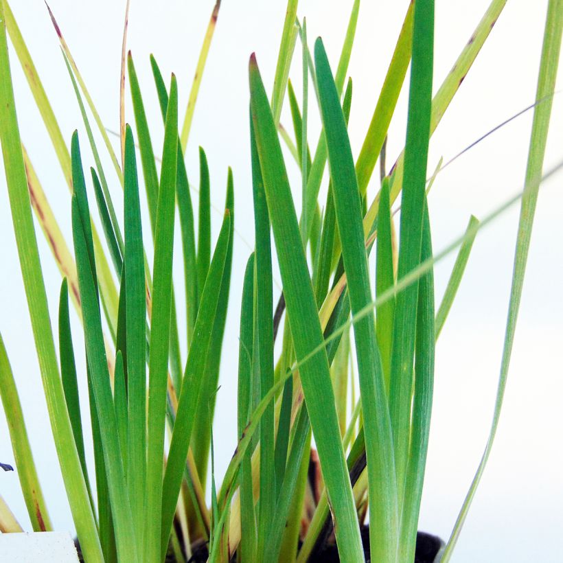 Sisyrinchium californicus (Fogliame)