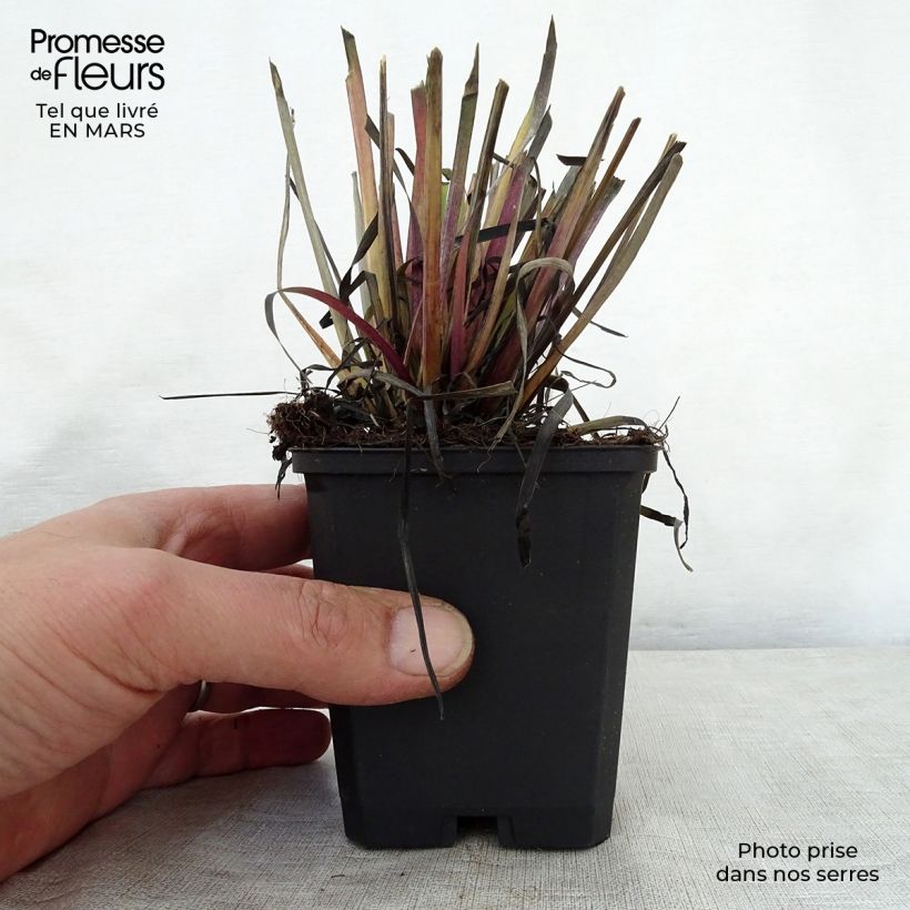 Sisyrinchium californicus Vasetto da 8/9 cm esemplare consegnato in primavera