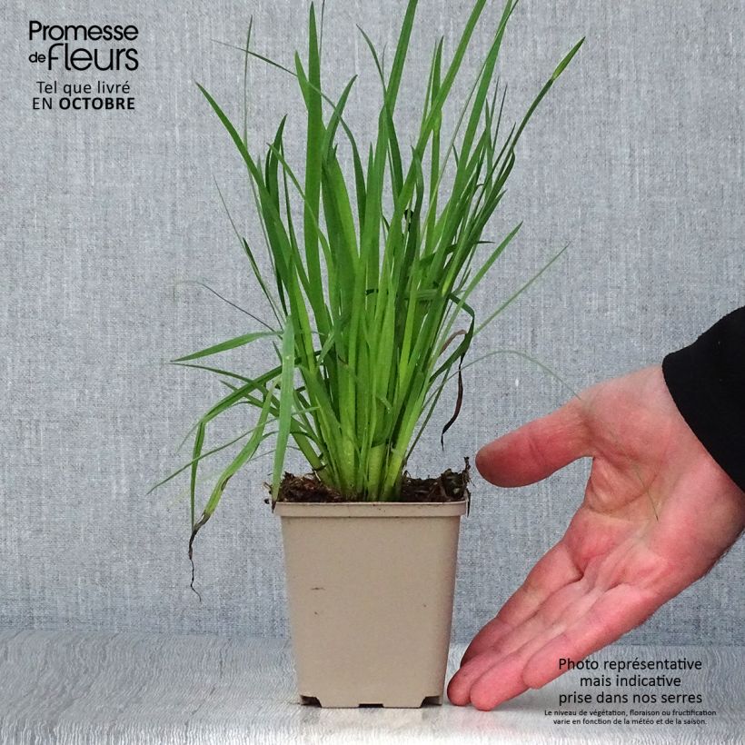 Esemplare di Sisyrinchium californicus Vasetto da 8/9 cm come consegnato in autunno