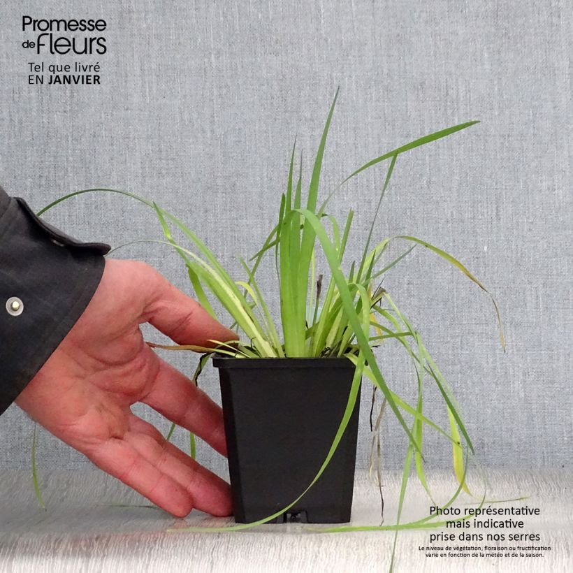 Sisyrinchium californicus Vasetto da 8/9 cm esemplare consegnato in inverno