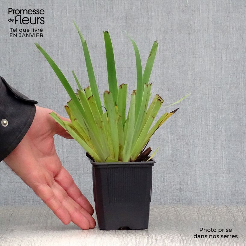 Sisyrinchium striatum Vasetto da 8/9 cm esemplare consegnato in inverno