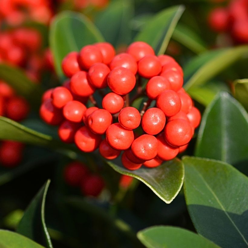 Skimmia japonica Temptation (Raccolta)