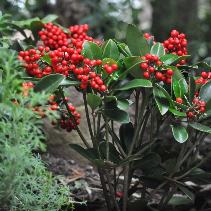 Skimmia japonica Temptation (Porto)