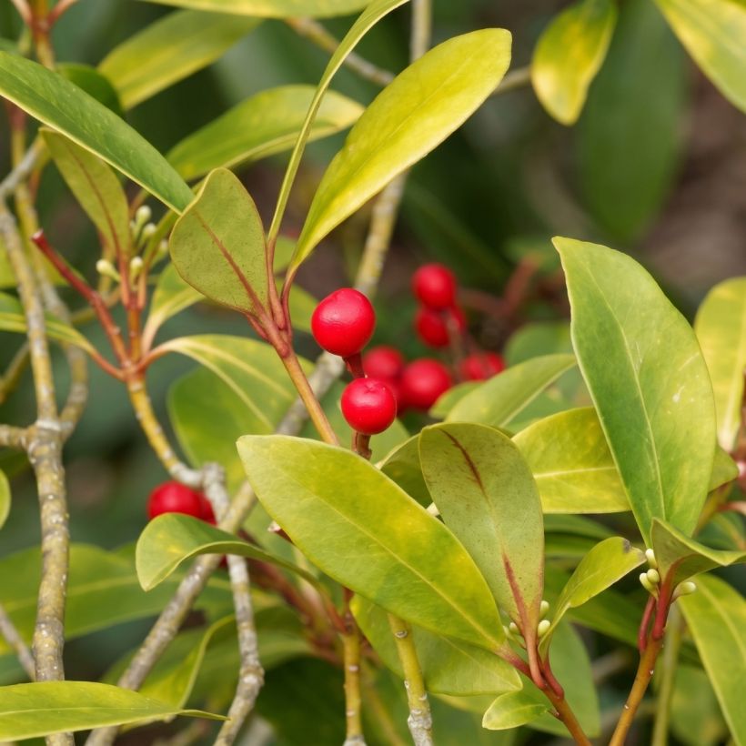 Skimmia japonica Temptation (Fogliame)