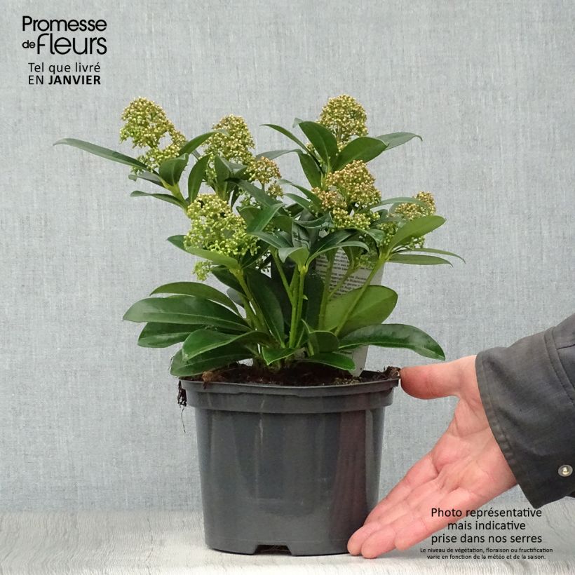 Skimmia japonica Fragrant Cloud Vaso da 2L/3L esemplare consegnato in inverno