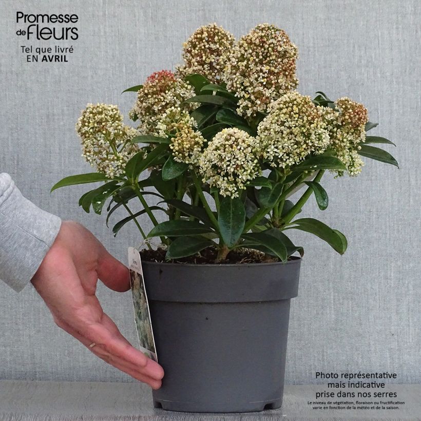 Skimmia japonica Fragrant Cloud Vaso da 2L/3L esemplare consegnato in primavera